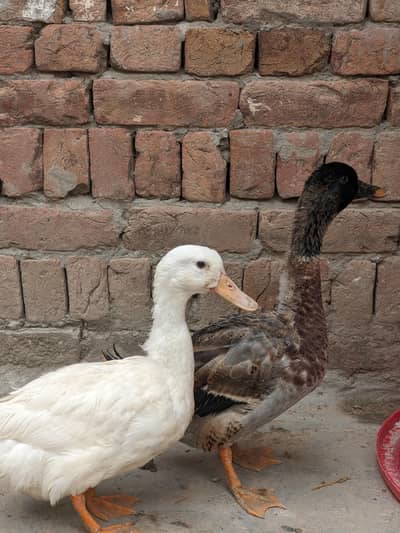 Healthy Pair of Ducks for Sale ​2 Beautiful & Healthy Ducks Available