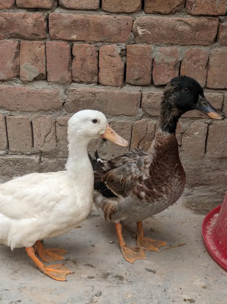 Healthy Pair of Ducks for Sale ​2 Beautiful & Healthy Ducks Available — photo 2
