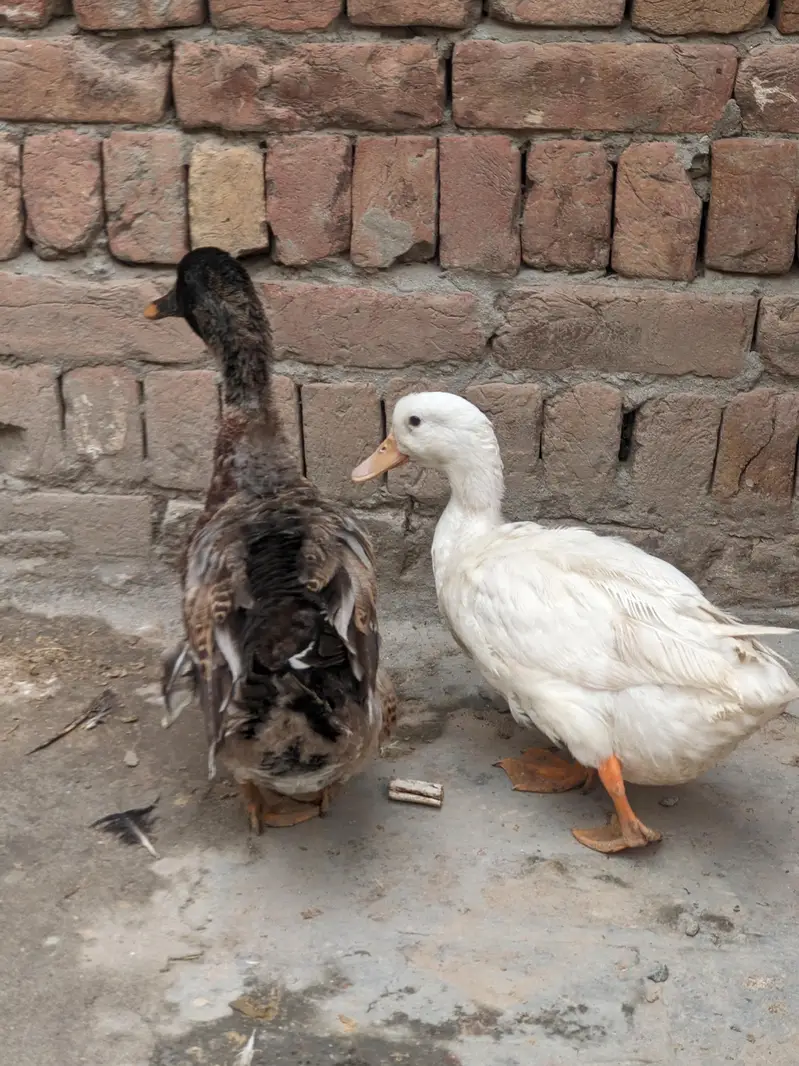 Healthy Pair of Ducks for Sale ​2 Beautiful & Healthy Ducks Available — photo 3