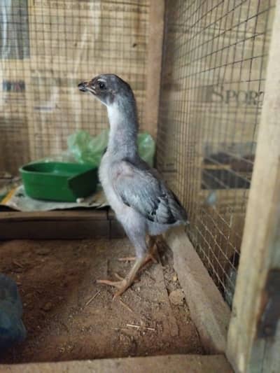 ASEEL CHICKS FOR SALE