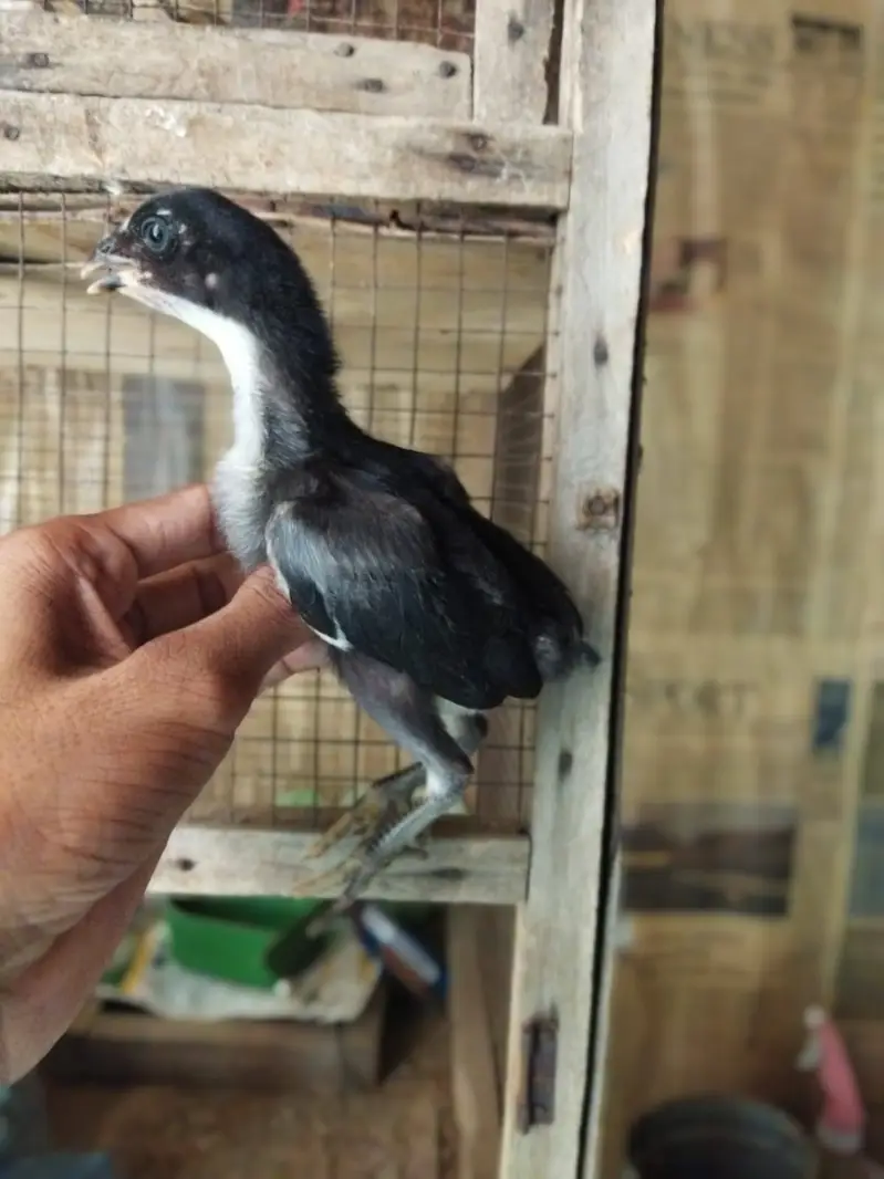ASEEL CHICKS FOR SALE — photo 2