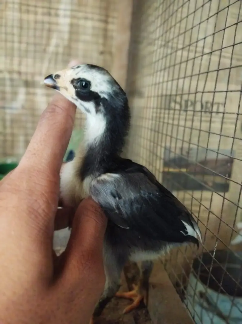 ASEEL CHICKS FOR SALE — photo 3
