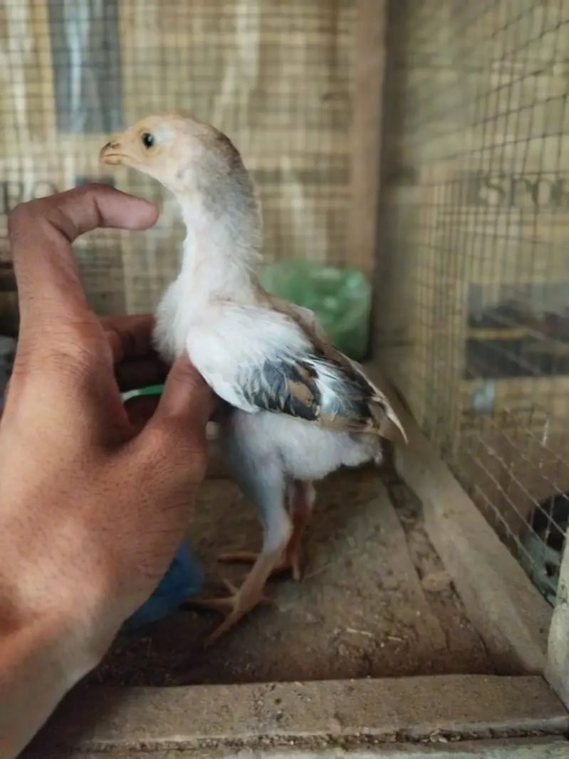 ASEEL CHICKS FOR SALE — photo 5