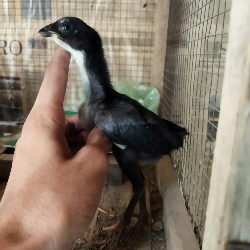 ASEEL CHICKS FOR SALE — photo 6