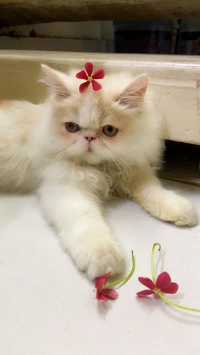 Pure White Punch-Face Persian Male Cat "Cookie"