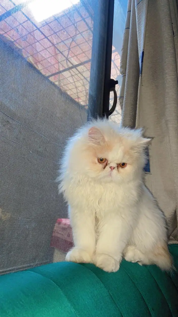 Pure White Punch-Face Persian Male Cat "Cookie" — photo 2