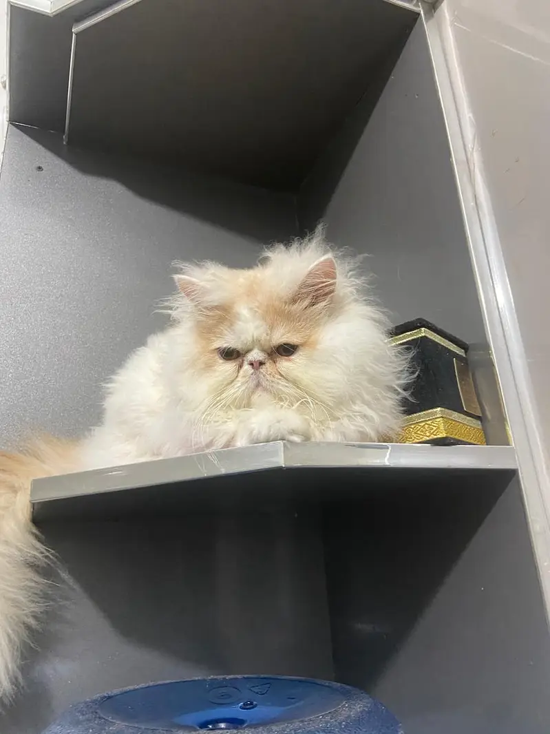 Pure White Punch-Face Persian Male Cat "Cookie" — photo 3