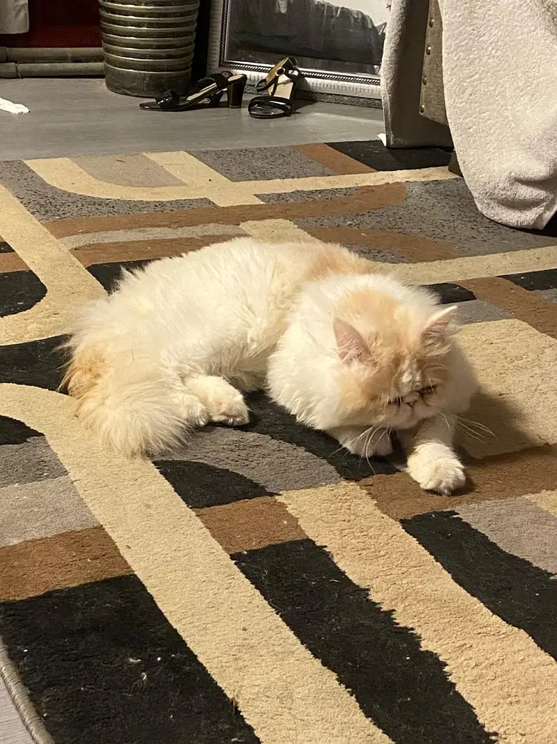 Pure White Punch-Face Persian Male Cat "Cookie" — photo 4