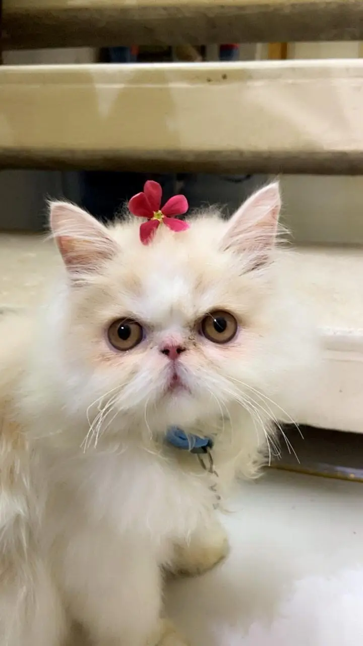 Pure White Punch-Face Persian Male Cat "Cookie" — photo 5