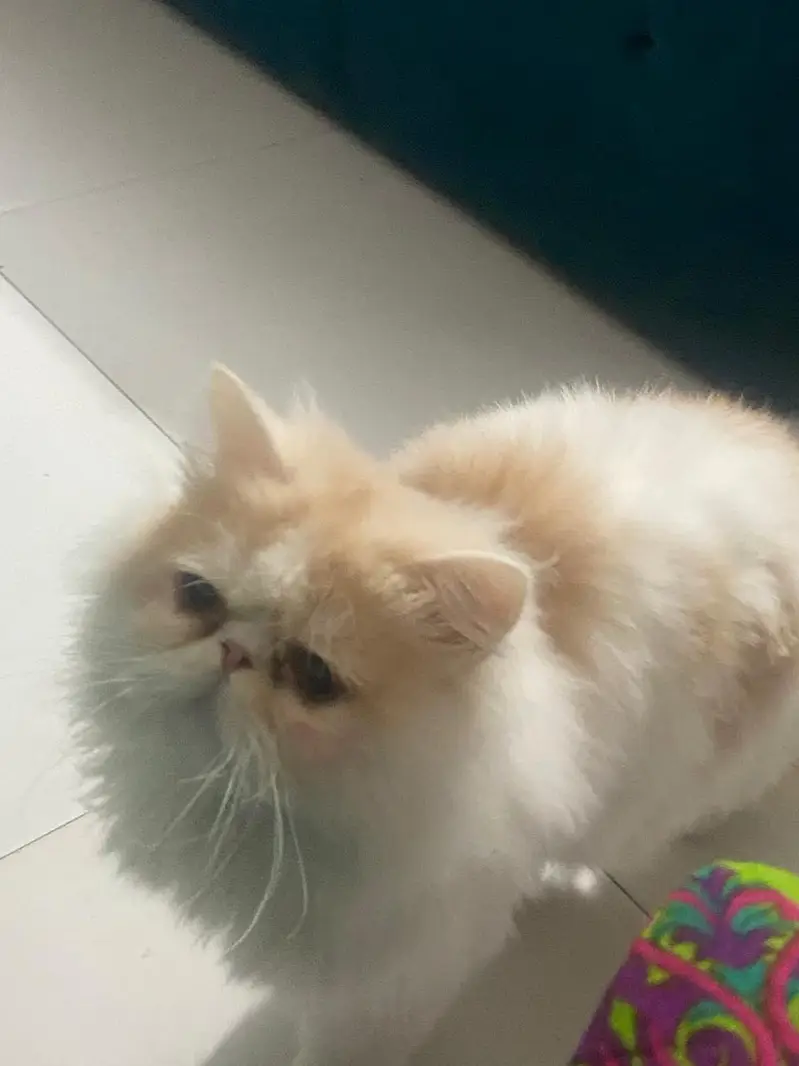 Pure White Punch-Face Persian Male Cat "Cookie" — photo 6