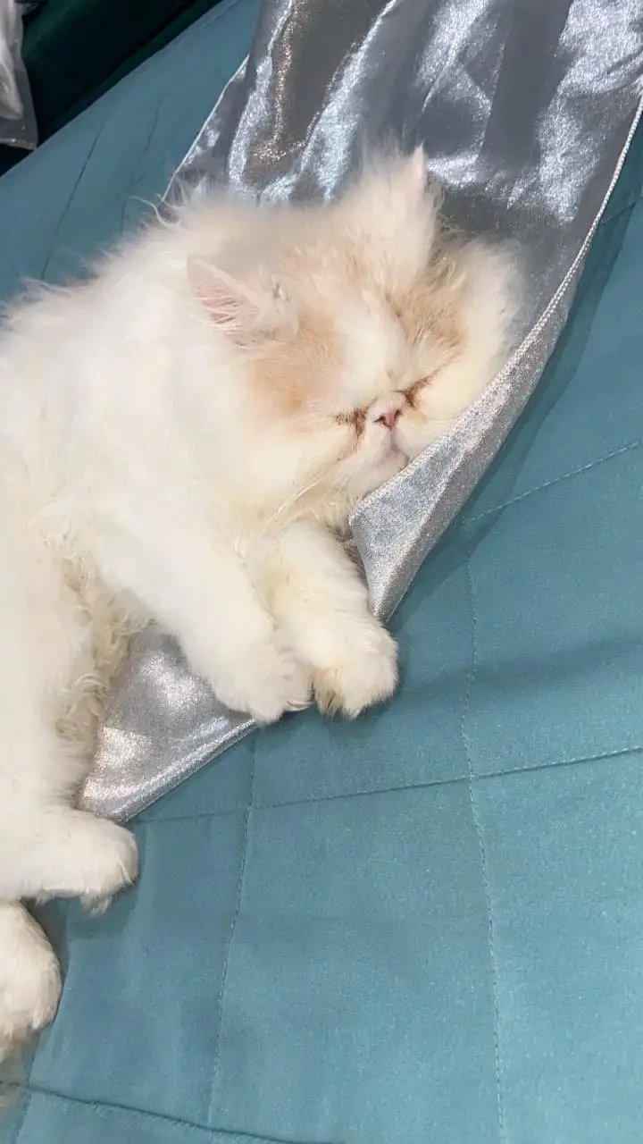 Pure White Punch-Face Persian Male Cat "Cookie" — photo 7