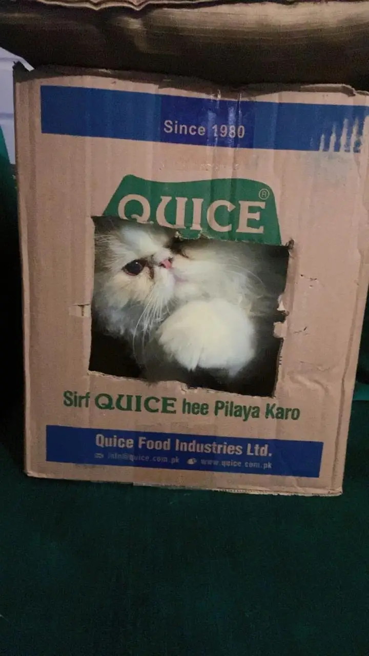 Pure White Punch-Face Persian Male Cat "Cookie" — photo 8