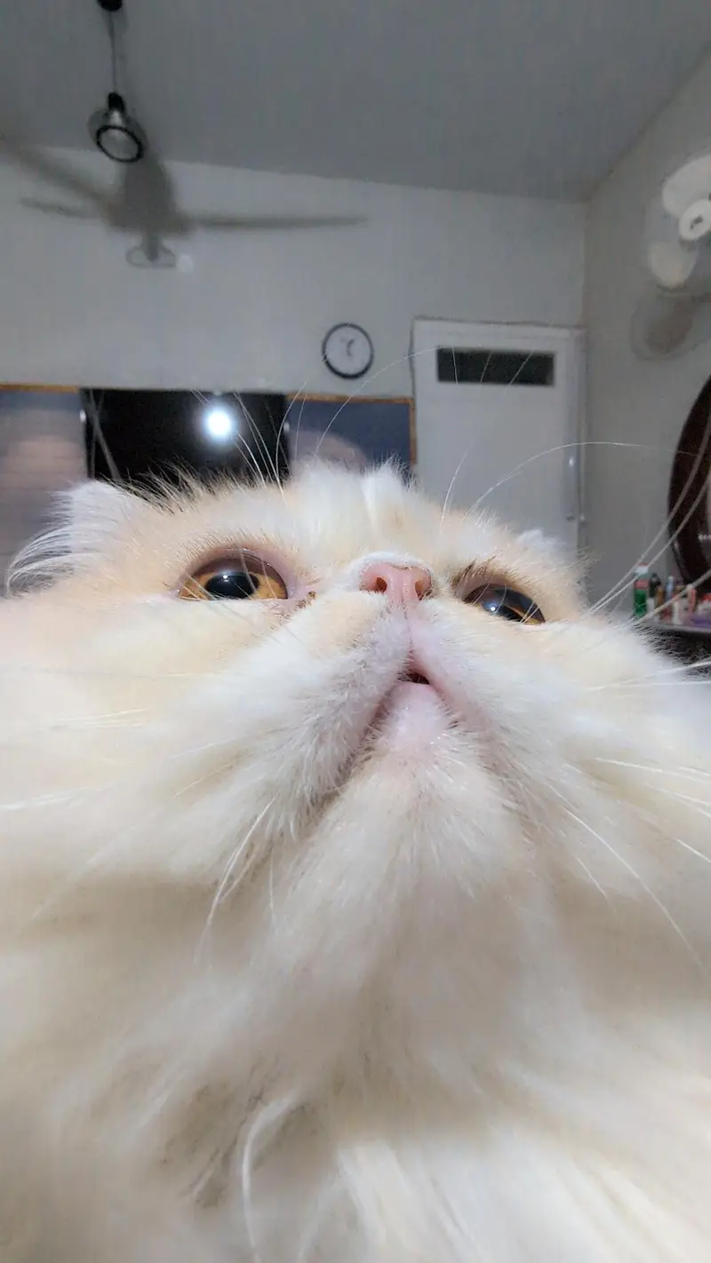 Pure White Punch-Face Persian Male Cat "Cookie" — photo 9