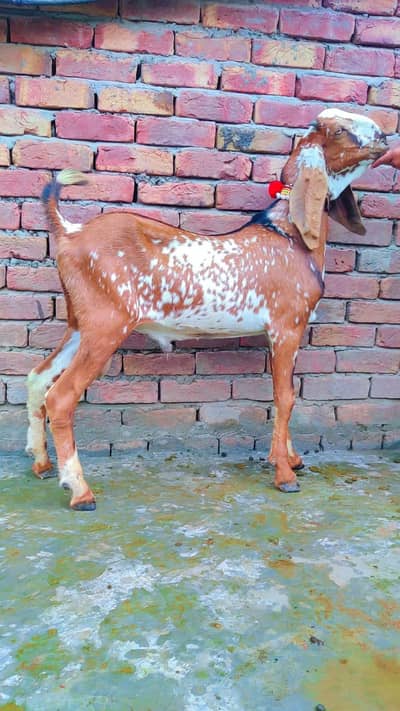 makhi china breder bacha