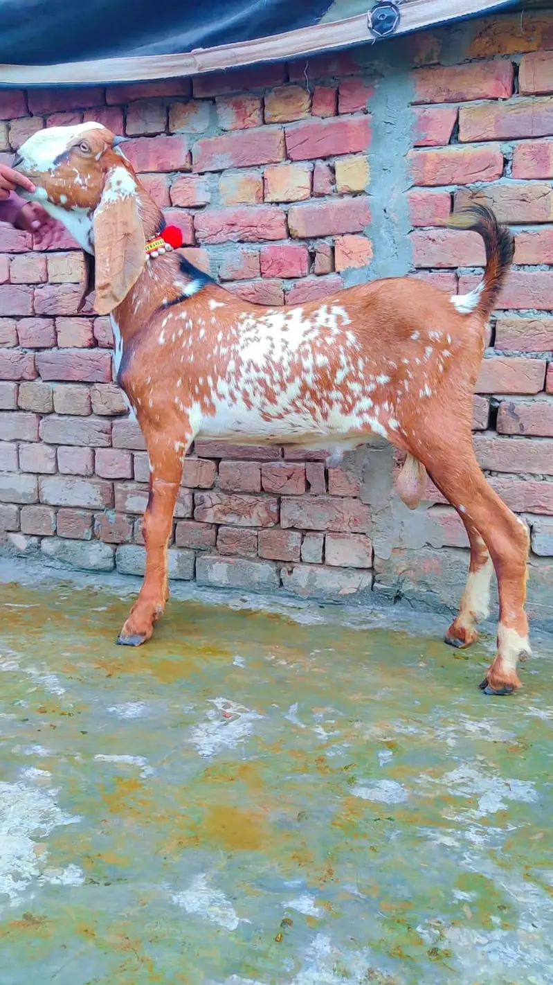 makhi china breder bacha — photo 2