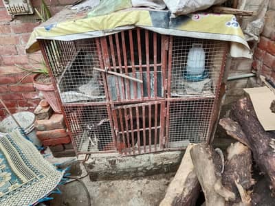 cage ok ha or tota Howa nahi ha03484853224