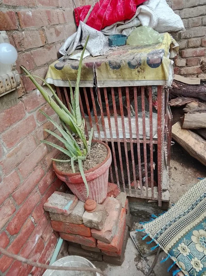 cage ok ha or tota Howa nahi ha03484853224 — photo 2