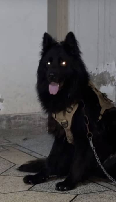 German shepherd long coat. Pedigree dog fr sale