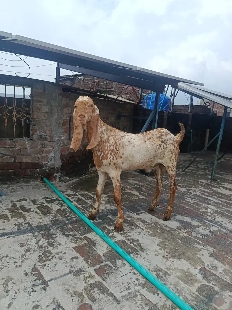 Makhi Cheena Goat Available for Sale