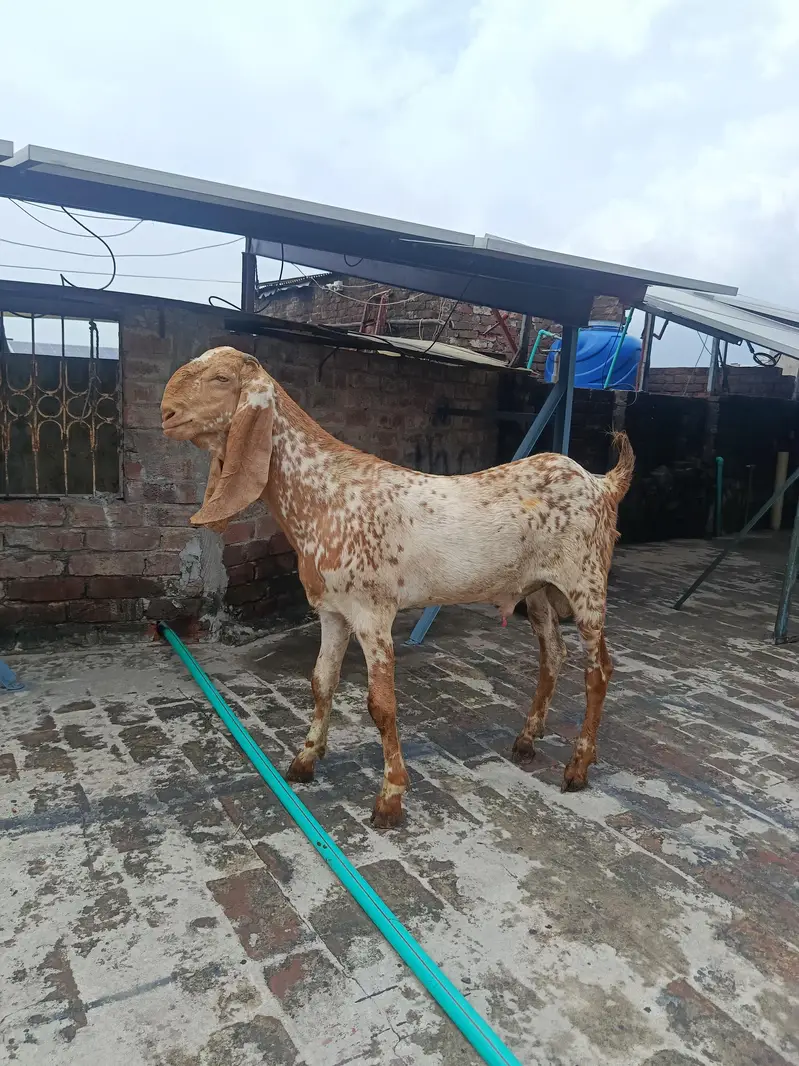 Makhi Cheena Goat Available for Sale — photo 2