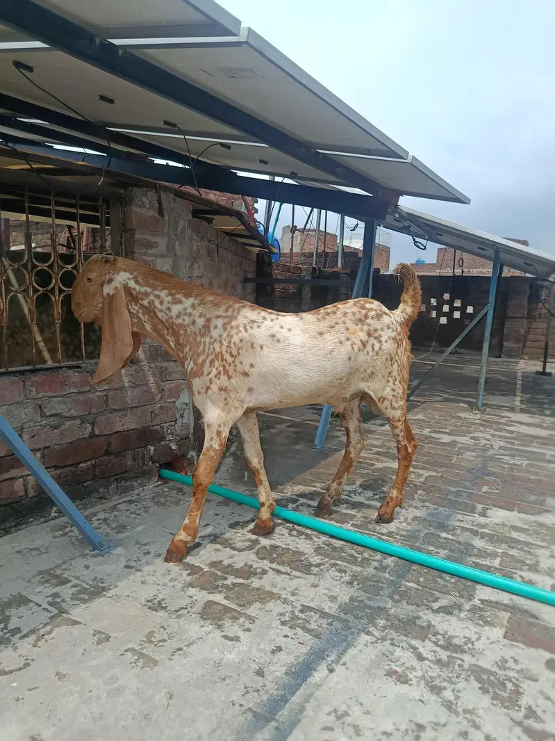 Makhi Cheena Goat Available for Sale — photo 3