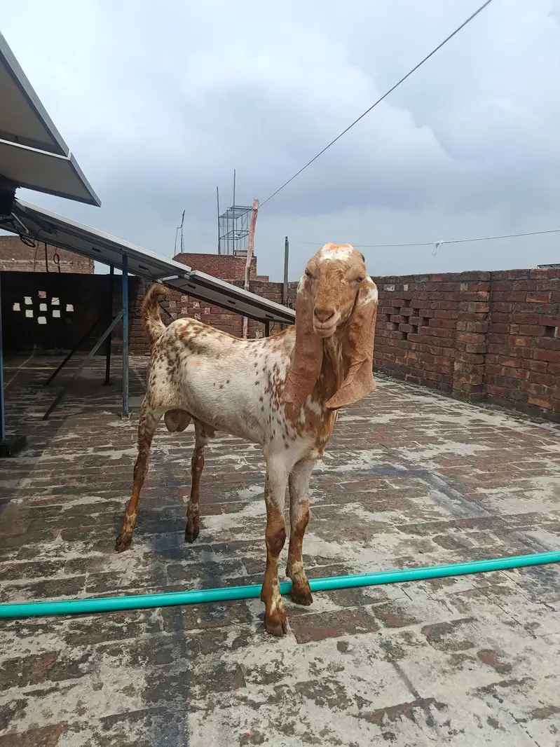 Makhi Cheena Goat Available for Sale — photo 4