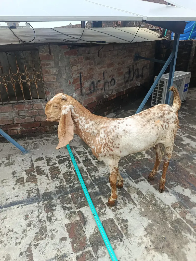 Makhi Cheena Goat Available for Sale — photo 5