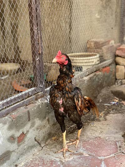 Aseel high quality pair. . . .
