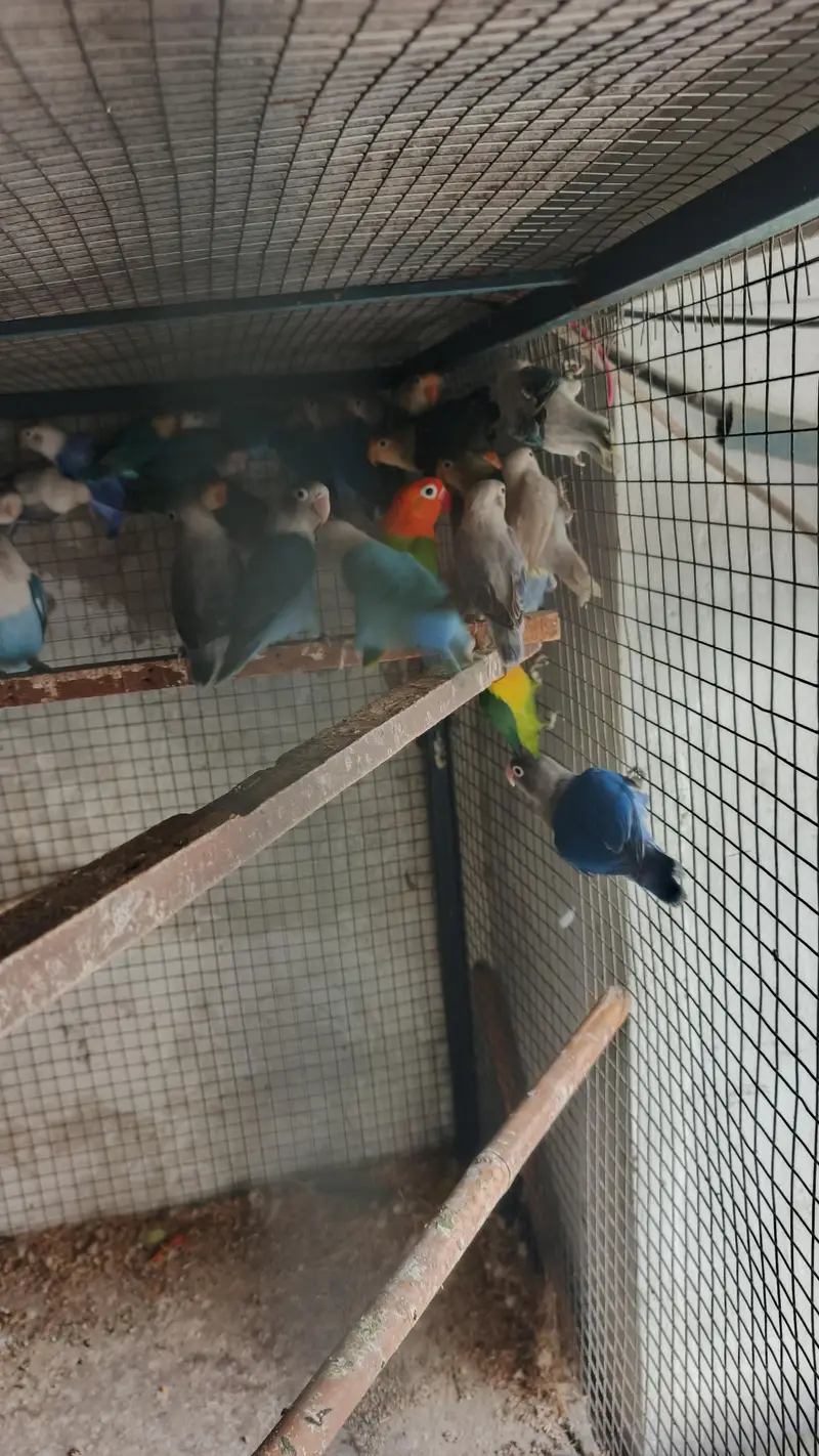 mix love birds breeder pair for sale — photo 6