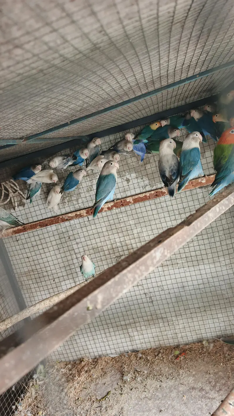 mix love birds breeder pair for sale — photo 8