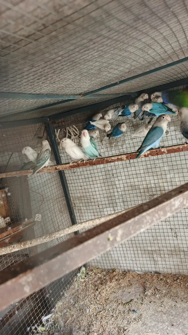 mix love birds breeder pair for sale — photo 9