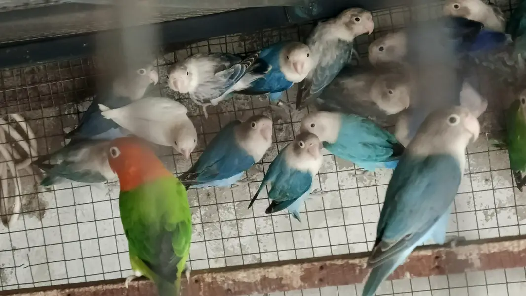 mix love birds breeder pair for sale — photo 12
