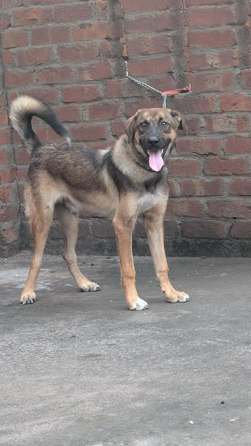 Kangal + Labrador Mix Bread — photo 2
