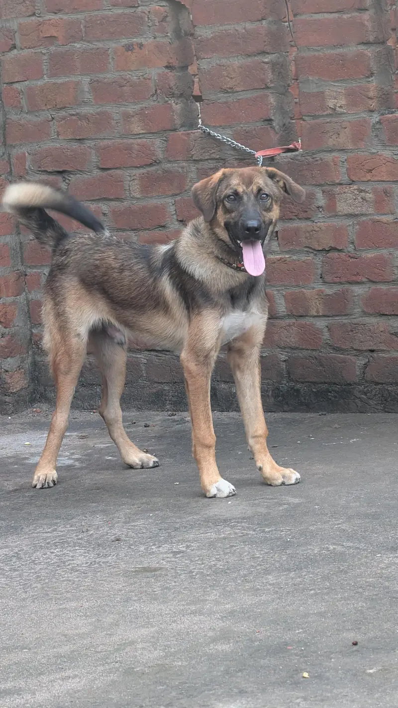 Kangal + Labrador Mix Bread — photo 3