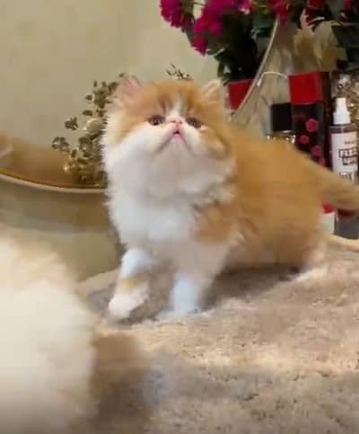 Persain kittens/ triple coated / fluffy / semi punch face kittens