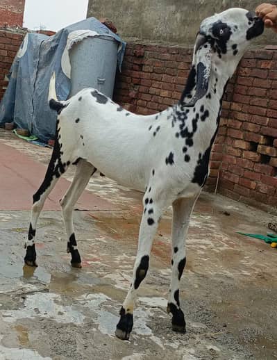Desi bkra hight length wala fresh 2 Dant
