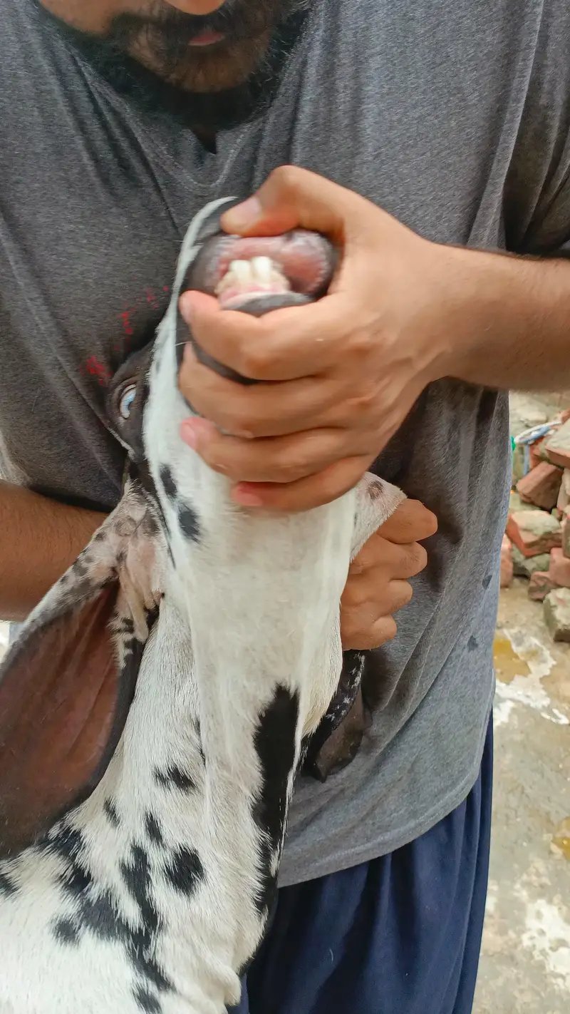 Desi bkra hight length wala fresh 2 Dant — photo 2