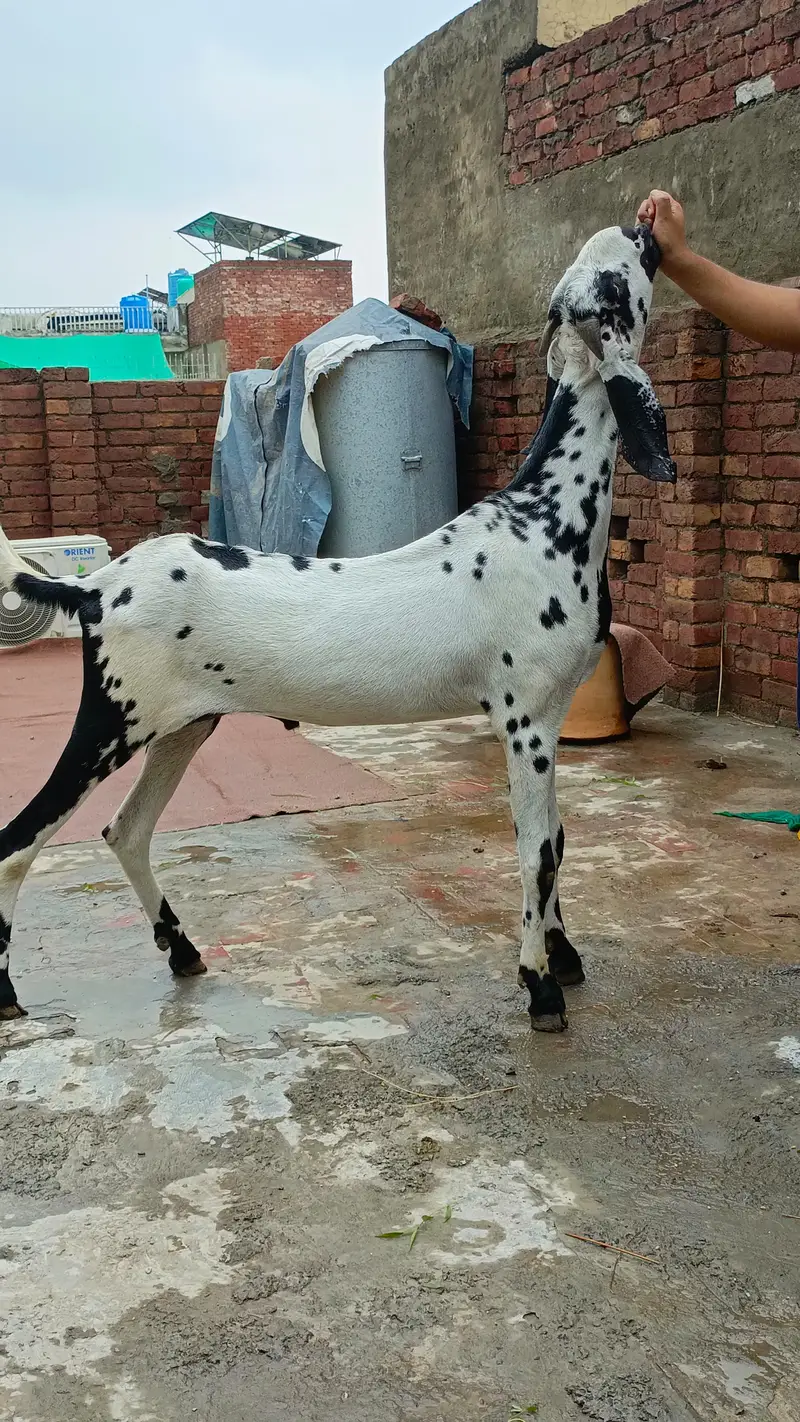 Desi bkra hight length wala fresh 2 Dant — photo 3