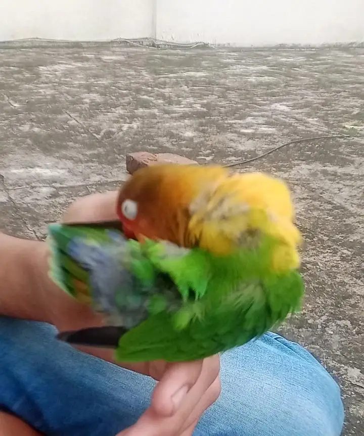 Love Bird and Budgie Parrot 100% Hand Tame — photo 2