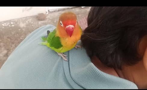 Love Bird and Budgie Parrot 100% Hand Tame
