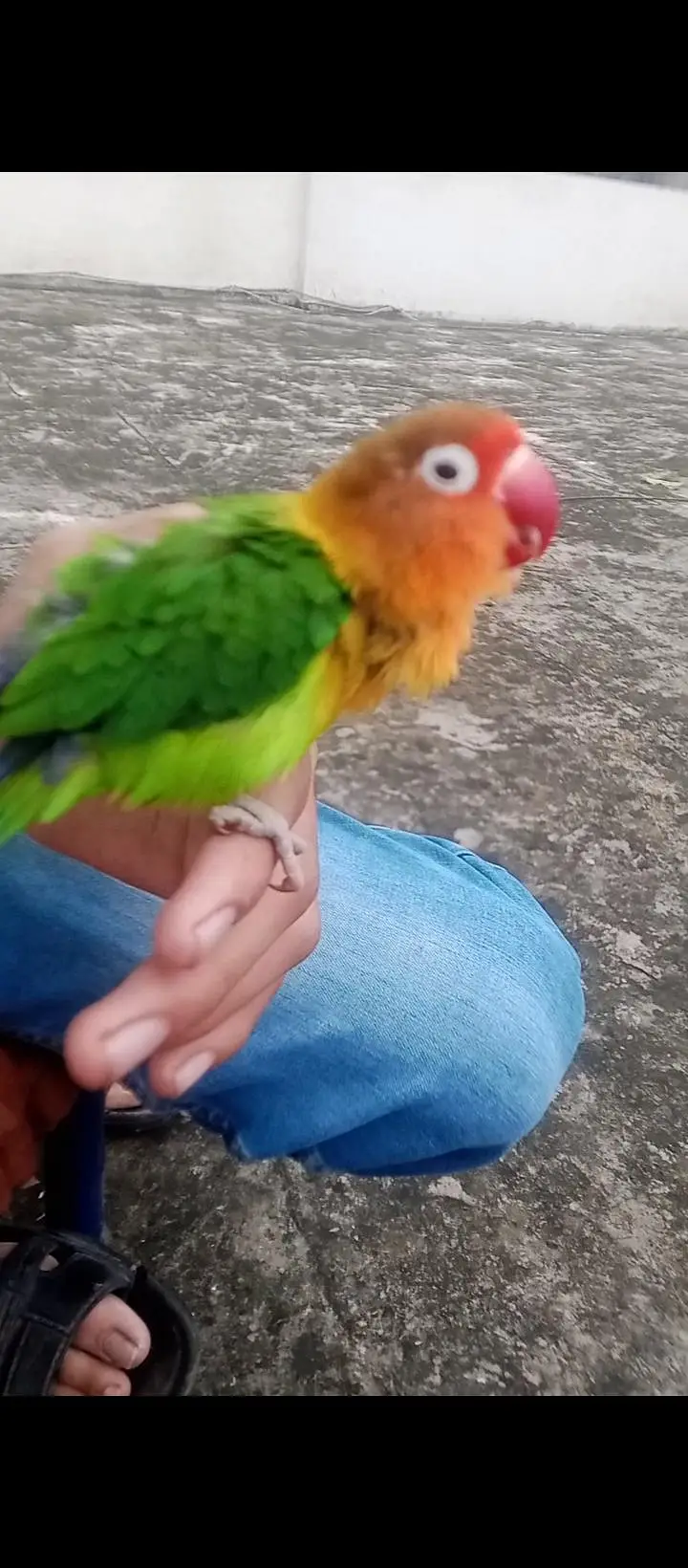 Love Bird and Budgie Parrot 100% Hand Tame — photo 4