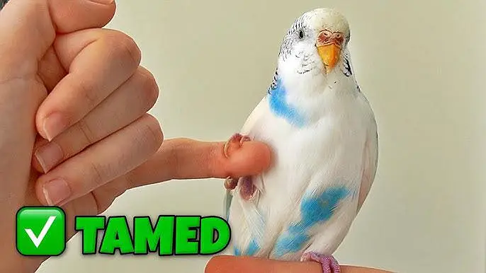 Love Bird and Budgie Parrot 100% Hand Tame — photo 8