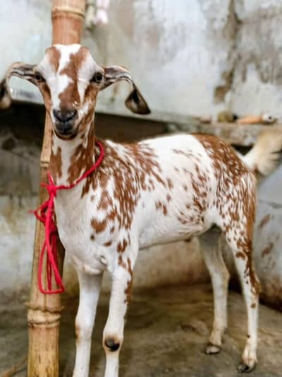 Munda tapra bakra