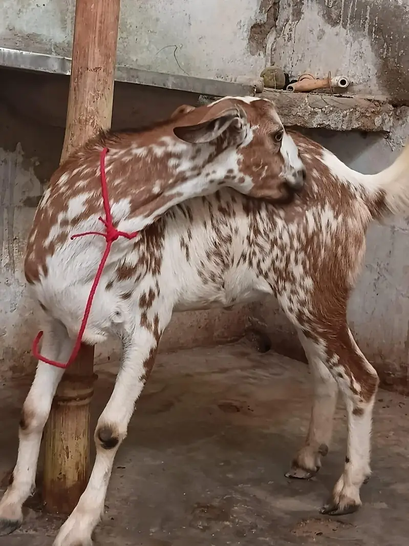 Munda tapra bakra — photo 2
