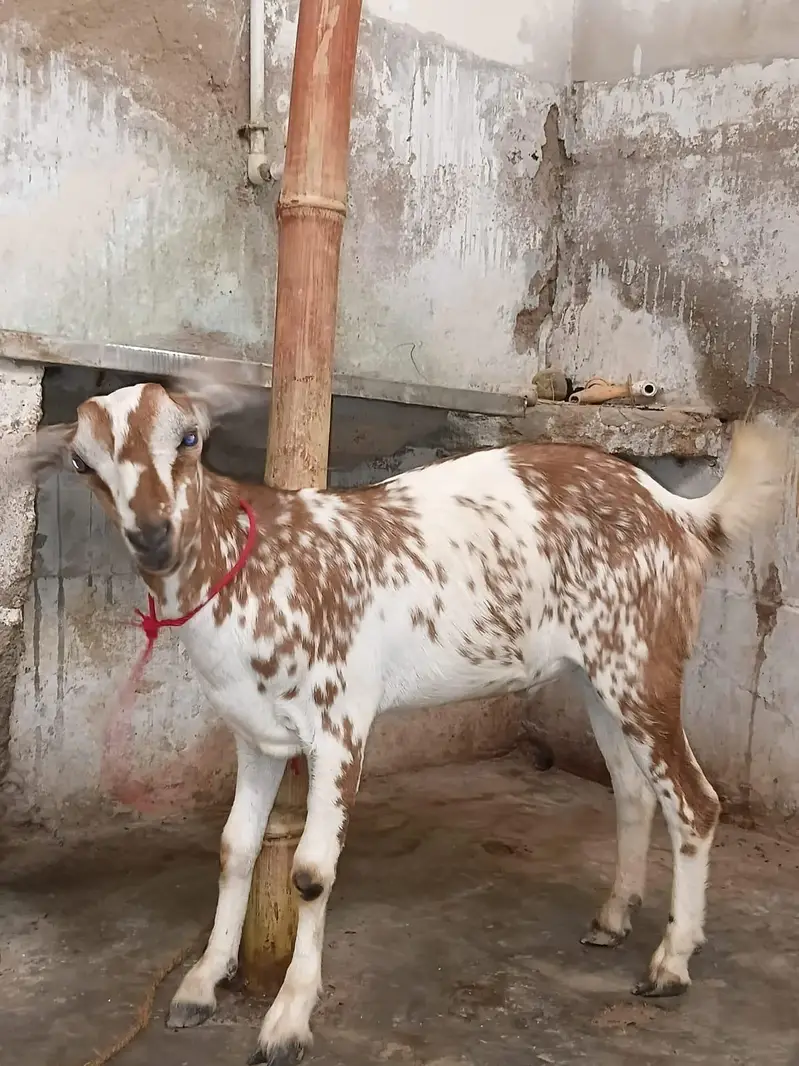 Munda tapra bakra — photo 3