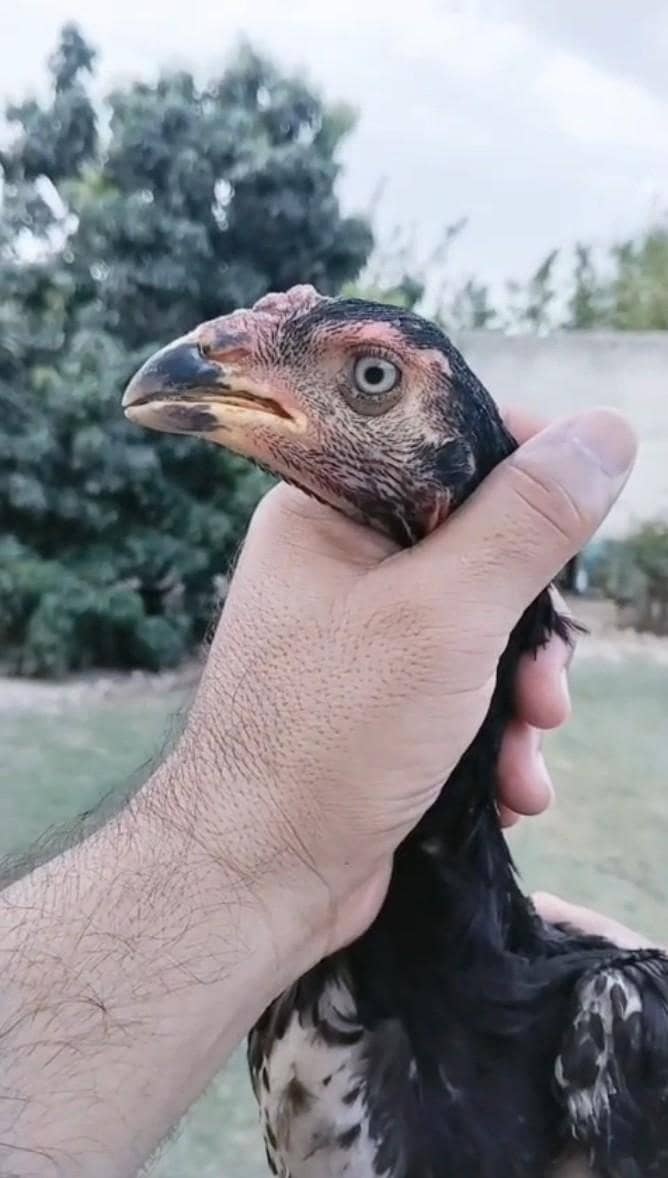 Rampuri 0