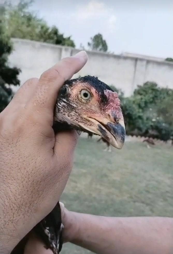 Rampuri 1