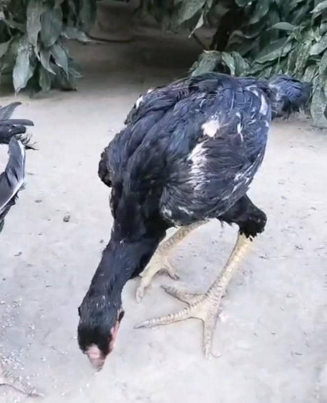 Rampuri 3
