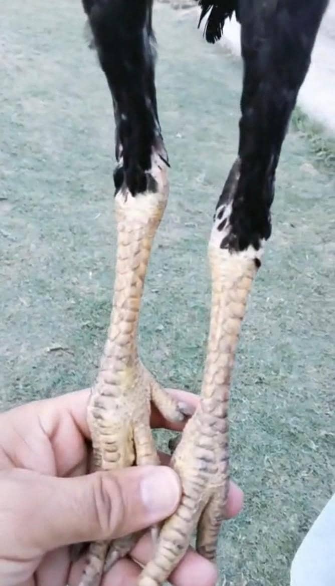 Rampuri 4