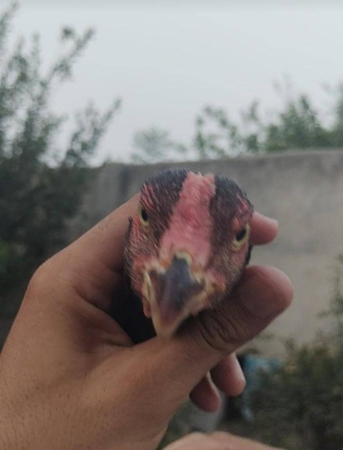 Rampuri 6